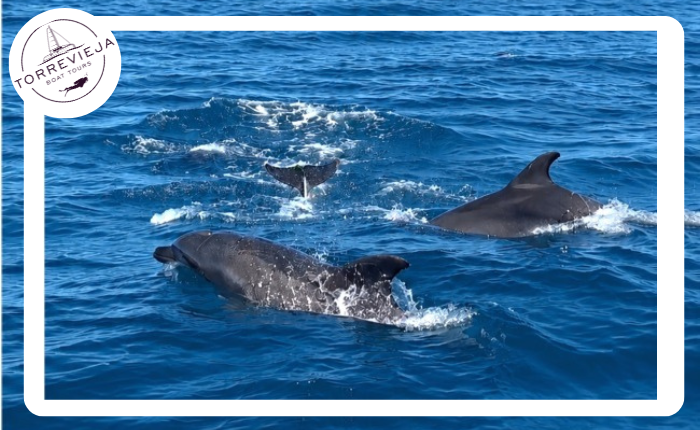 Dolphins on our 2 our catamaran boat tour