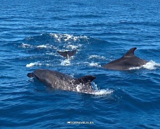Dolphins from our catamaran tours